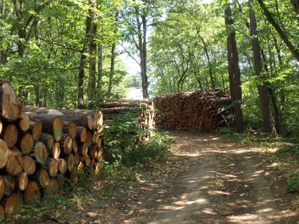 MOVAPRO, a decision support tool for the Aquitaine forest wood paper industry