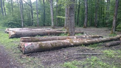Lot de grumes