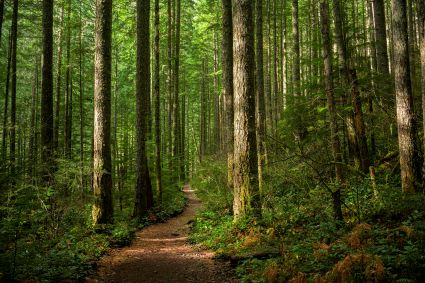 Les actualités forestières du printemps