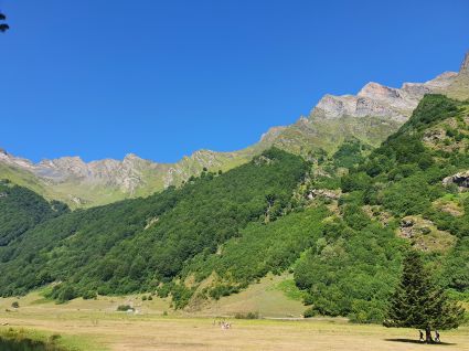Paysage forestier de montagne