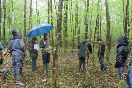 Formation professionnelle bois forêt pour vos équipes