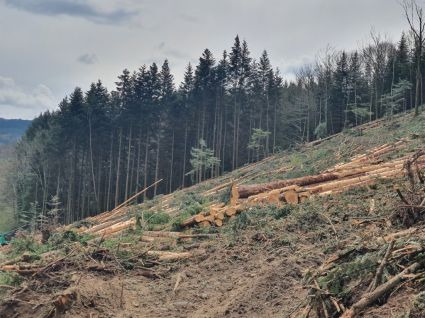 Forest yard of SARL GIRONDE