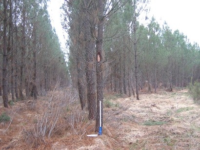 Création d'un support de e-learning sur la forêt et le bois